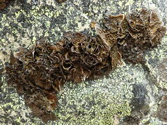 Umbilicaria cylindrica