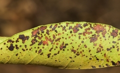 Zasmidium citrigriseum