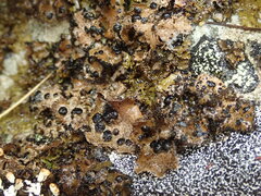 Umbilicaria cylindrica