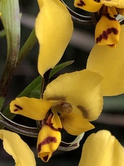 Diuris pardina