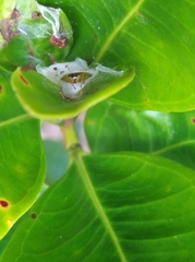 Epocilla