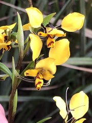 Diuris pardina