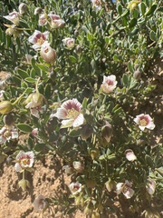 Roepera sessilifolia