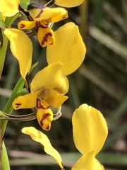 Diuris pardina