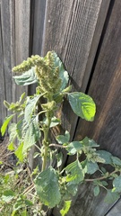 Amaranthus retroflexus