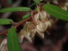 Lasiopetalum ferrugineum