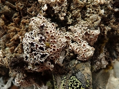 Lecanora epibryon broccha