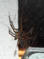 Steatoda nobilis