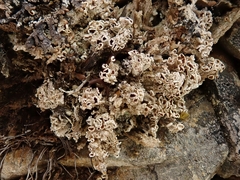 Lecanora epibryon broccha