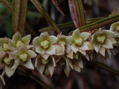 Lasiopetalum ferrugineum