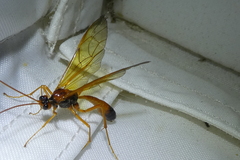 Opheltes glaucopterus