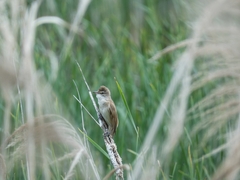 Acrocephalus arundinaceus