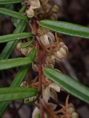 Lasiopetalum ferrugineum