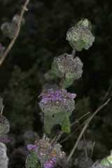 Pseudodictamnus africanus