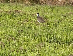 Vanellus miles novaehollandiae