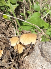 Cyclocybe aegerita