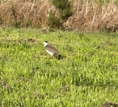 Vanellus miles novaehollandiae