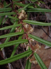 Lasiopetalum ferrugineum