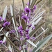 Hovea lanceolata - Photo (c) janeteveh, algunos derechos reservados (CC BY-NC)