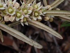Lasiopetalum ferrugineum