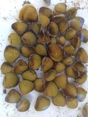 Corbicula fluminea