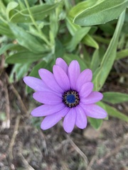 Dimorphotheca