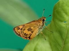 Taractrocera archias