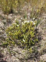 Lachnaea capitata