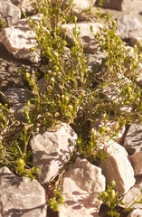Sagina procumbens
