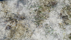 Baseodiscus quinquelineatus