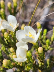 Lachnaea capitata