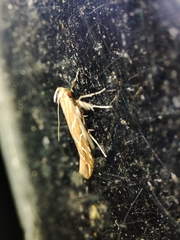 Pyroderces argyrogrammos