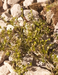 Sagina procumbens