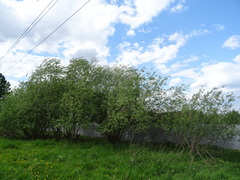 Salix gmelinii