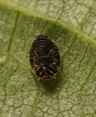 Stethorus pusillus