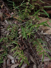 Lasiopetalum ferrugineum