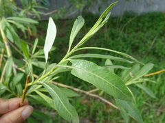 Salix gmelinii