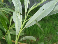 Salix gmelinii