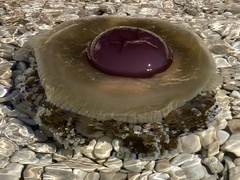 Cotylorhiza tuberculata