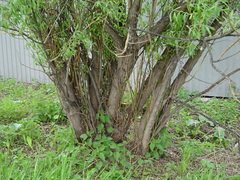 Salix gmelinii
