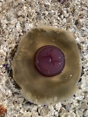 Cotylorhiza tuberculata