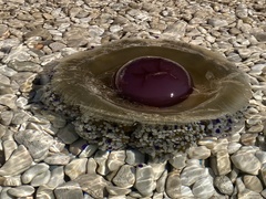 Cotylorhiza tuberculata