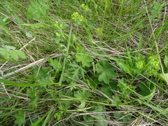 Alchemilla subcrenata