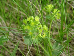 Alchemilla subcrenata