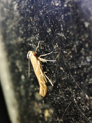 Pyroderces argyrogrammos