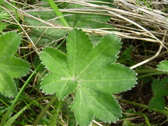 Alchemilla subcrenata