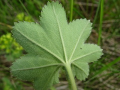 Alchemilla subcrenata