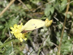 Colias croceus