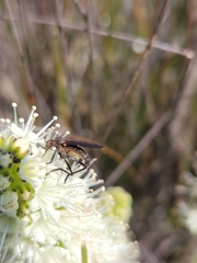 Empidoidea