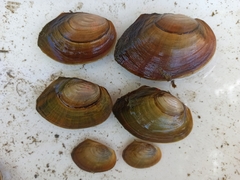 Sinanodonta woodiana
